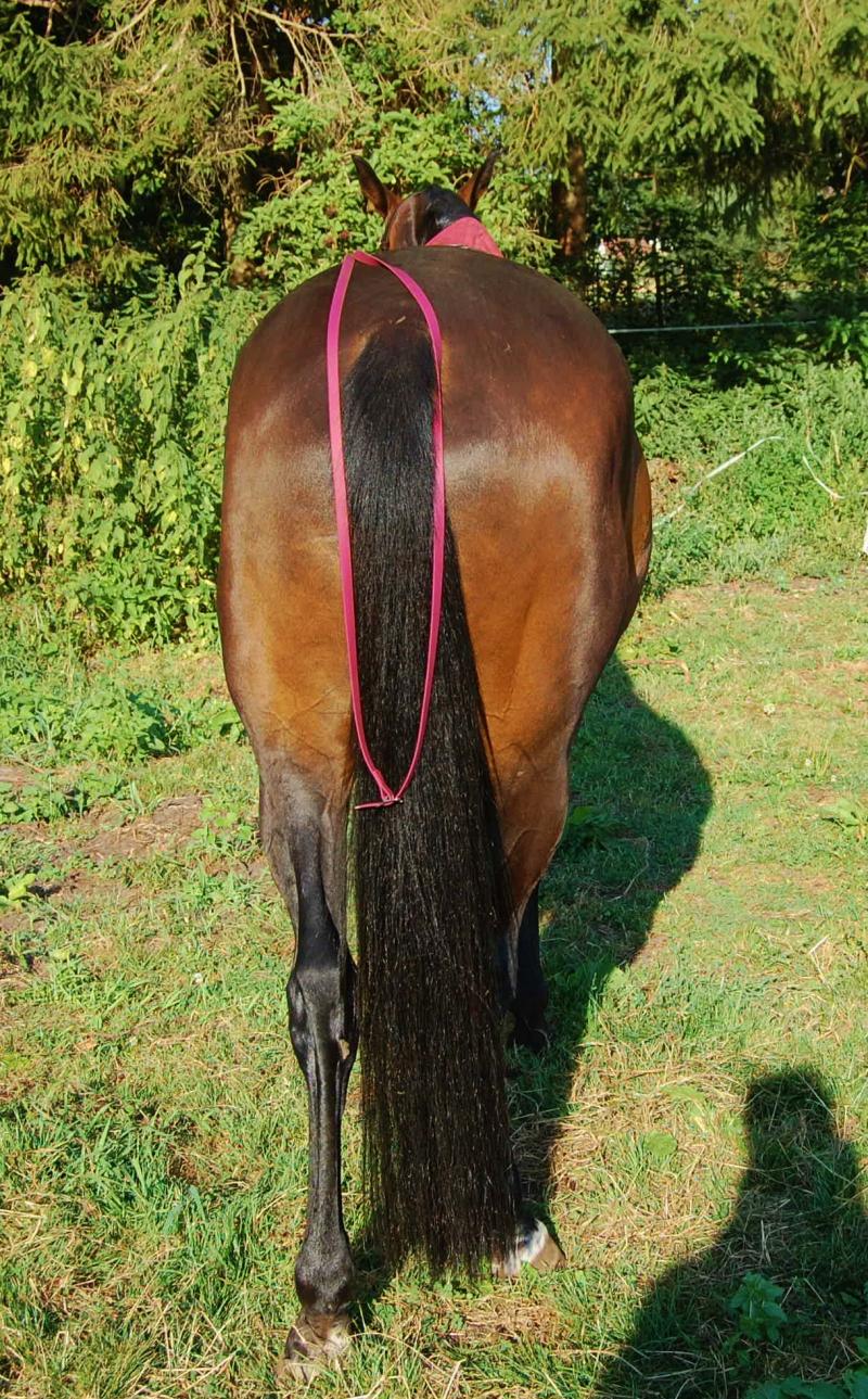 Langzügel Biothane braun-messing