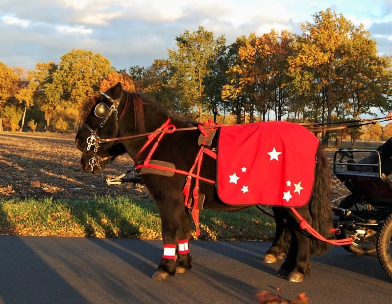 Reflexis Softshell Shetty rot