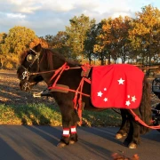 Reflexis Softshell Shetty rot