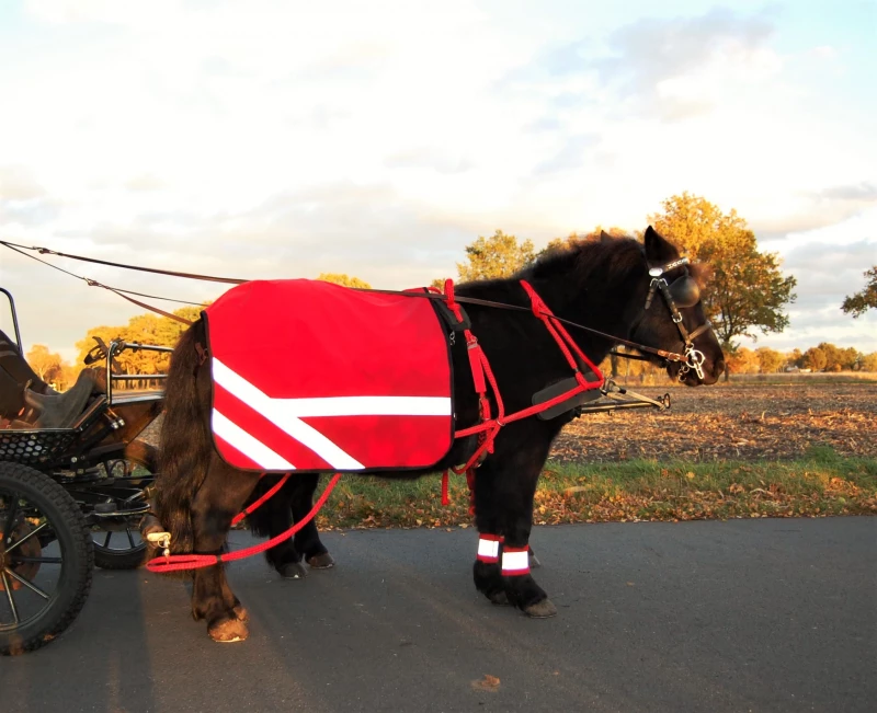 Reflexis Softshell Shetty rot