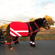 Reflexis Softshell Shetty rot